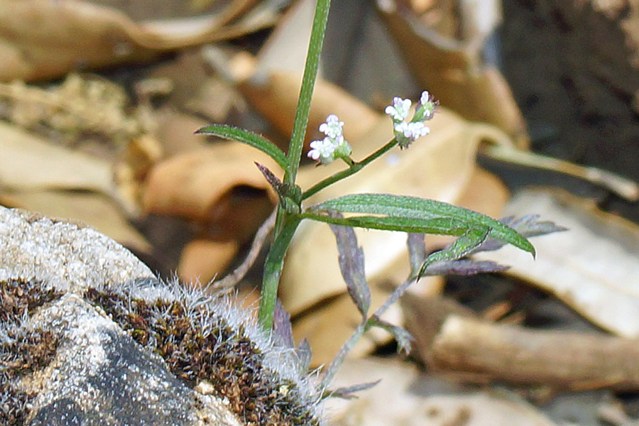 Torilis africana (=Torilis arvensis subsp. purpurea)